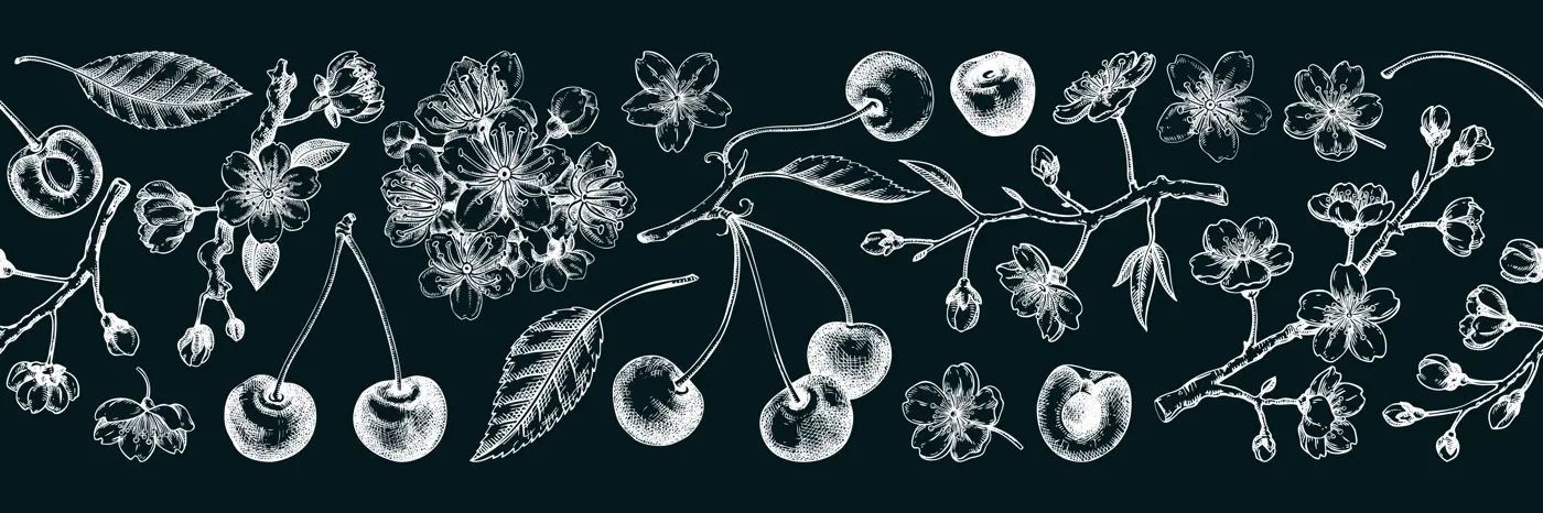 Spring border design. Cherry blossom seamless pattern engraved style.Sakura flowers, berry fruit chalk drawing. NOT AI generated Illustration